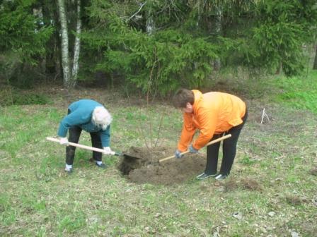 Земляцька толока у Пирогово ( підросте....jpg)